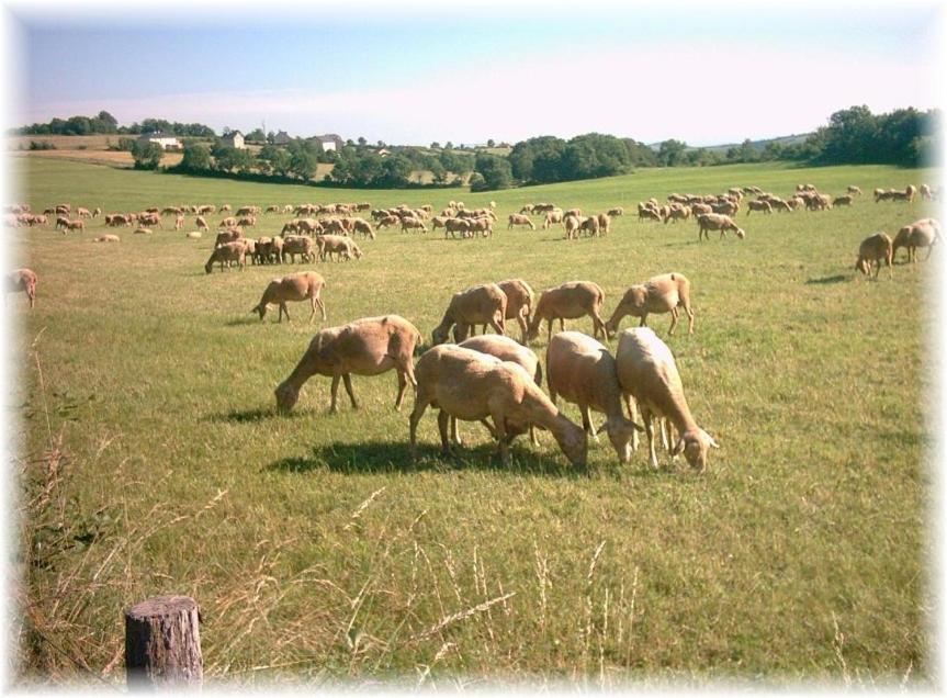 Les Palmiers Des Causses Villa Saint-Rome-de-Tarn Buitenkant foto